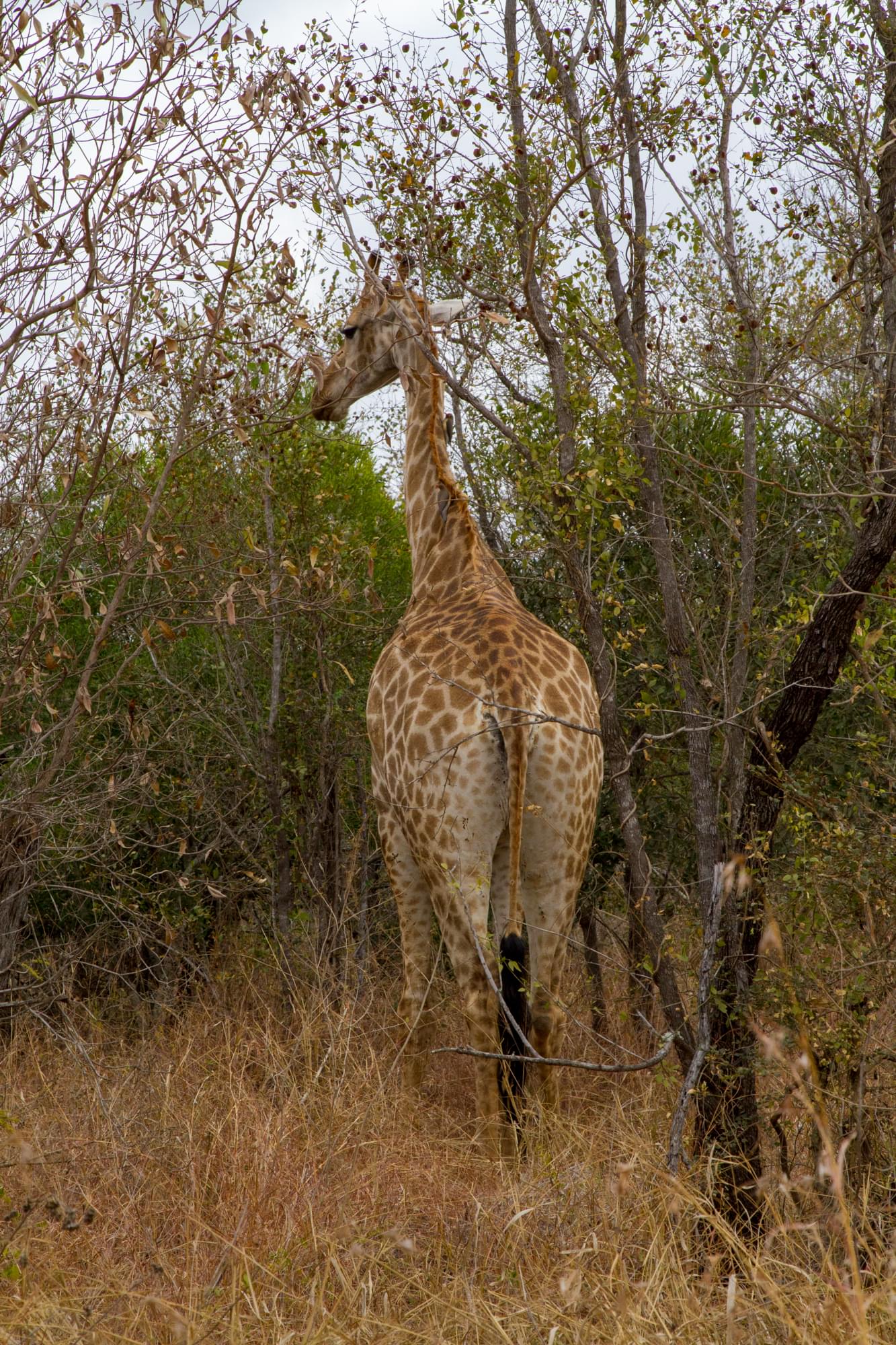 20120729   Sudafrica 0378